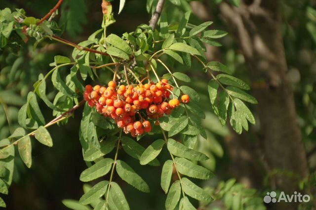 Саженцы рябины обыкновенной