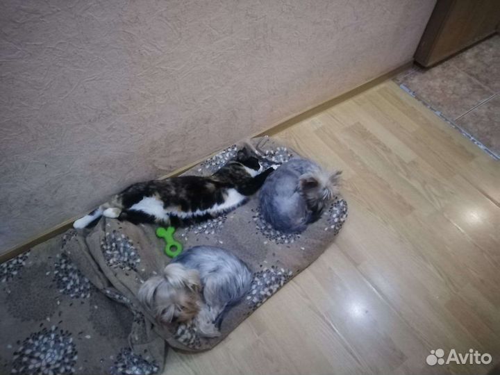 Кошка в дар бесплатно