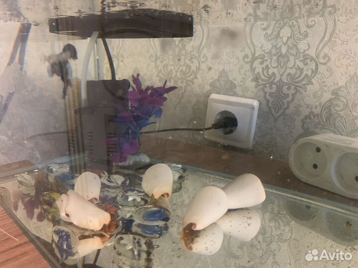 Рыбка петушок самец и 2 сомика