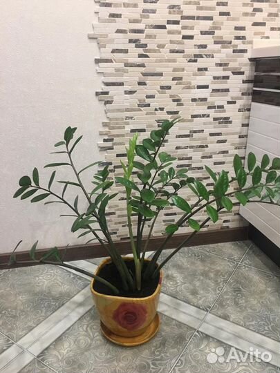 Замиокулькас