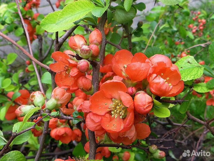 Айва японская, Хеномелес (саженцы)