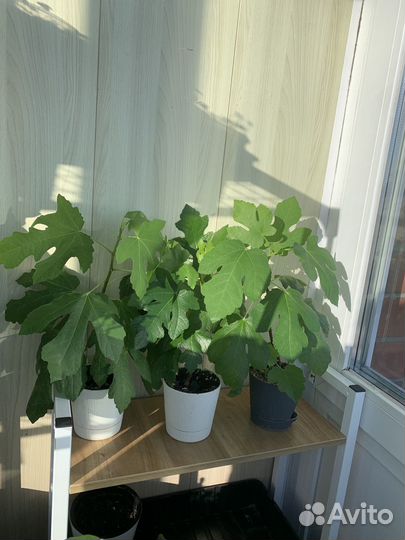 Инжир комнатный