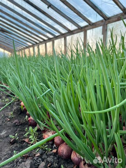 Зеленый лук Бессоновский