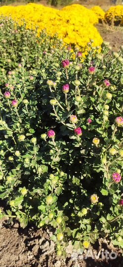 Хризантемы мультифлора