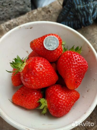 Рассада клубники