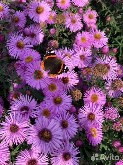 Многолетники для садовых участков