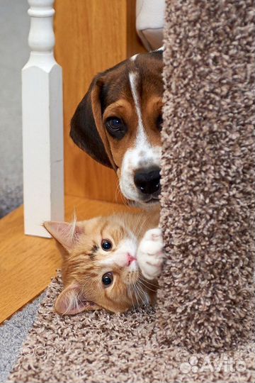 Домашняя передержка