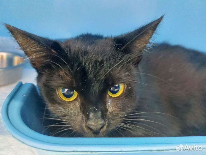 Черная красавица Кукла ищет дом