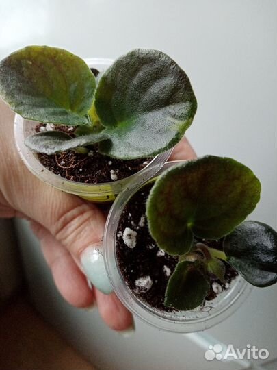 Детки сортовых фиалок