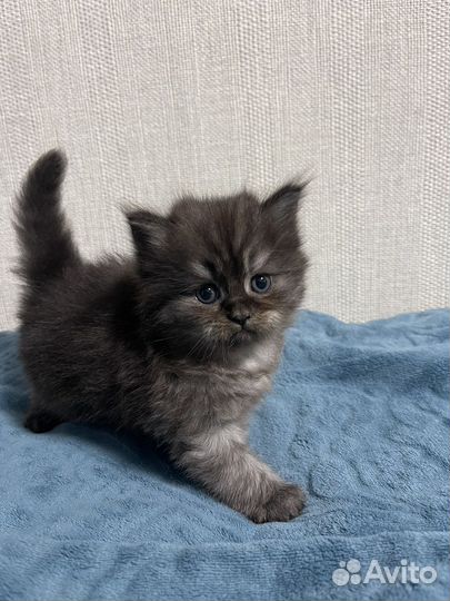 Британские котята