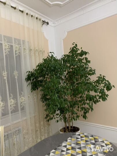 Цветок фикус