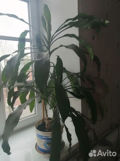 Комнатные цветы драцена
