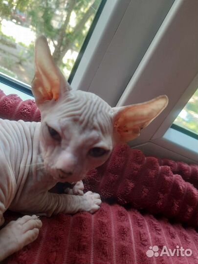 Донской сфинкс котята