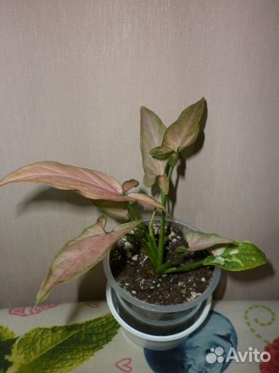 Комнатные растения цветы