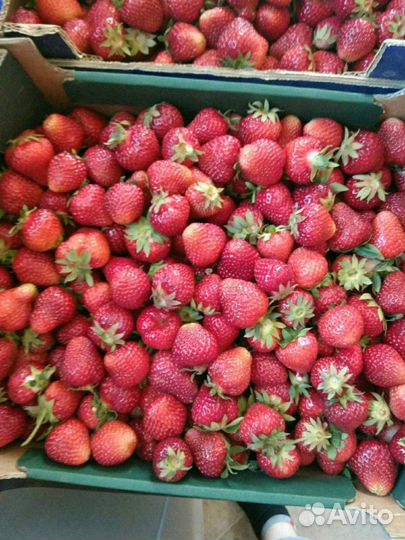 Усы клубнике