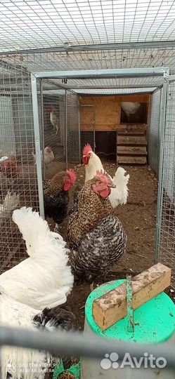 Петухи Доминанты