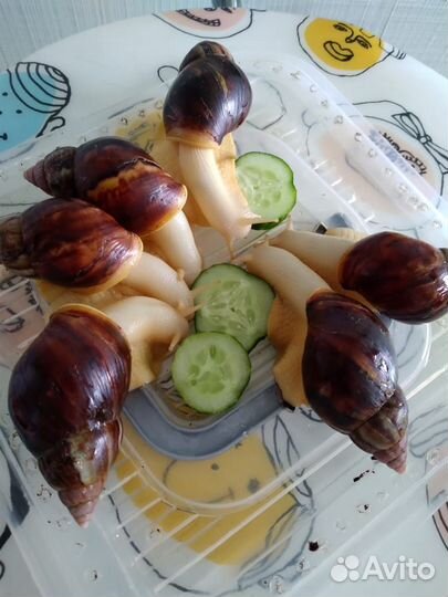 Улитки-ахатины