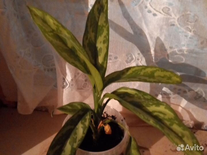 Аглонема кустовая