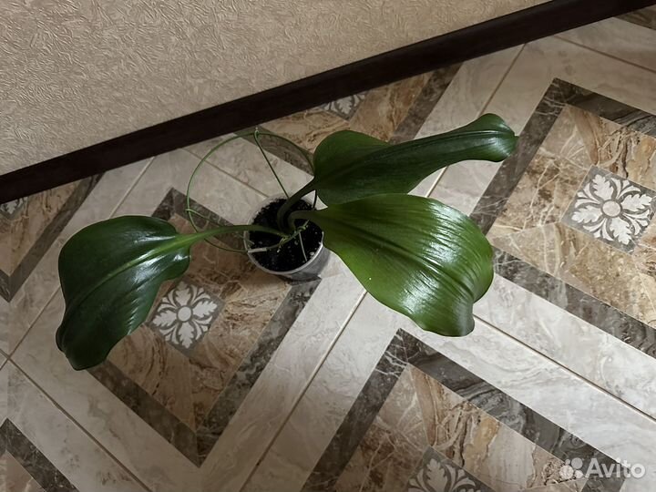 Эухарис амазонская лилия