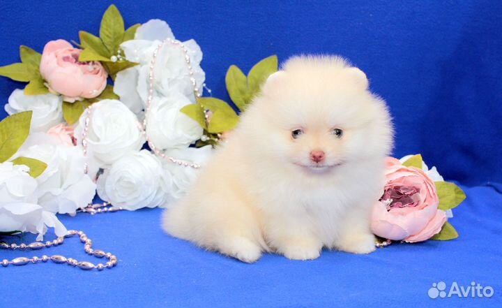 Щенок Померанец, сладкое мороженко