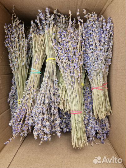 Лаванда сухоцвет