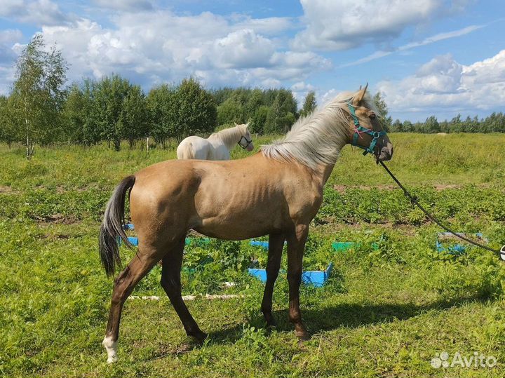 Кобыла Золотисто тёмная Соловая Лошадь