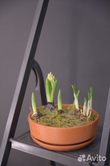 Кашпо с луковичными растениями