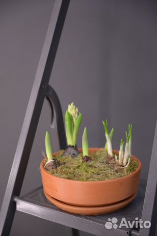 Кашпо с луковичными растениями