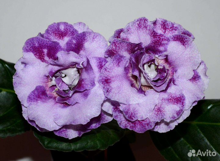Глоксиния махровая сортовая