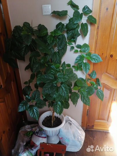 Пальма драцена, юкка