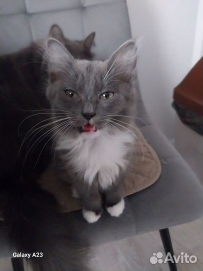 Котенок мальчик серый