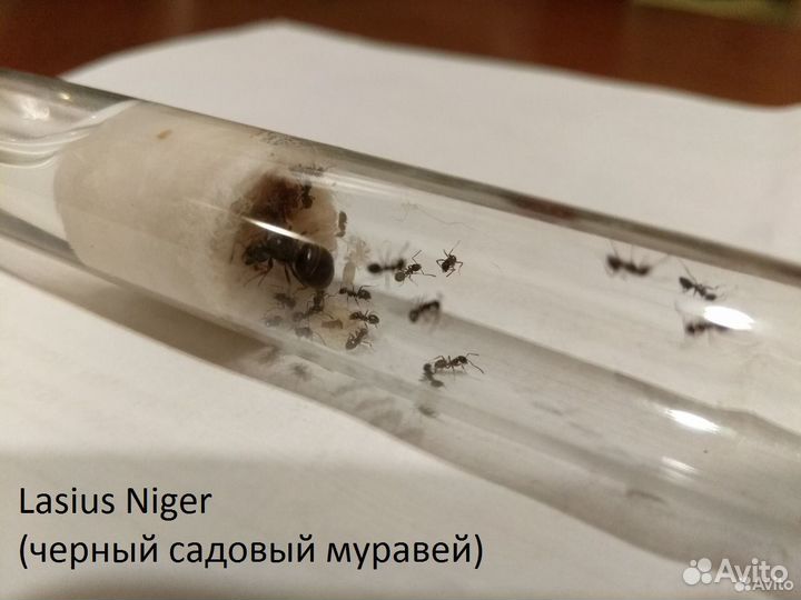Муравьи Матка: Жнецы, Cадовый, Дерновый. Знахарь