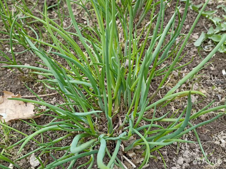 Садовые растения, топинамбур