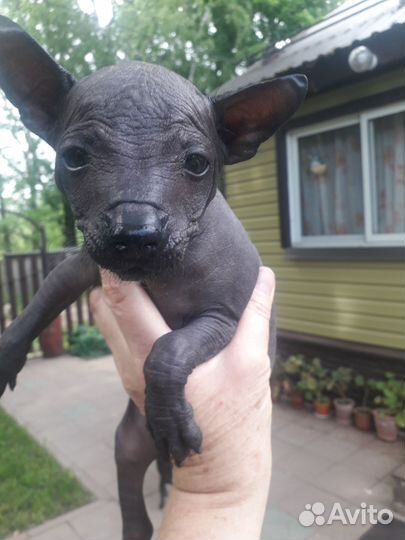 Голый малыш ксолоитцкуинтли