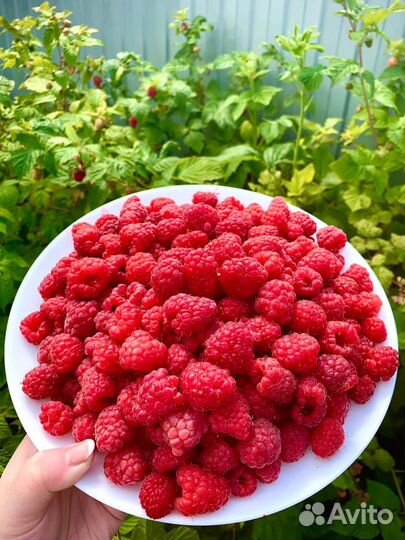 Ремонтантная малина