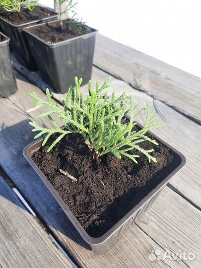 Туя смарагд, саженцы в горшке