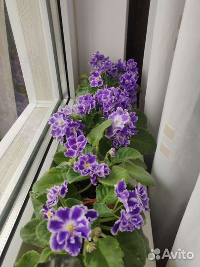 Цветы фиалки