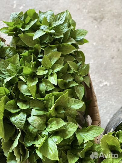 Рассада помидор и перцев