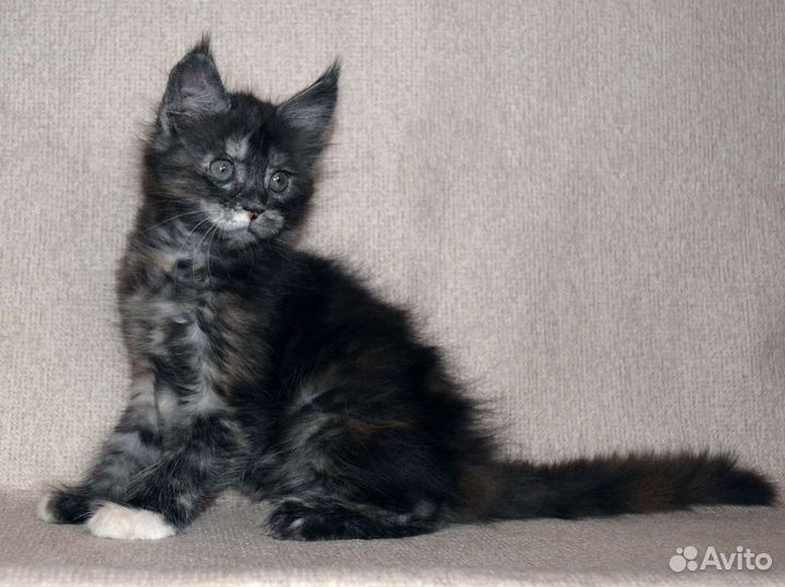 Котятки Мейн-Куна