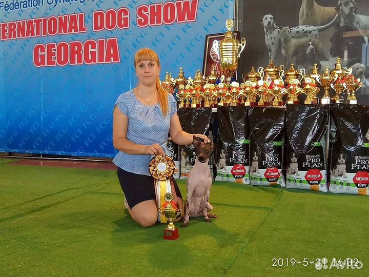 Хендлер / Подготовка собак / Выставки собак