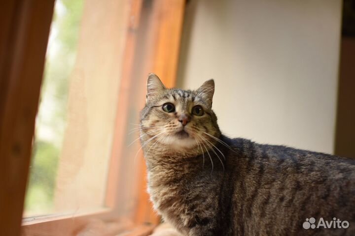 Красивая молодая кошка ищет семью