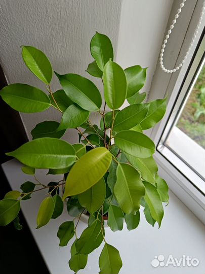 Фикус бенджамина Эстер