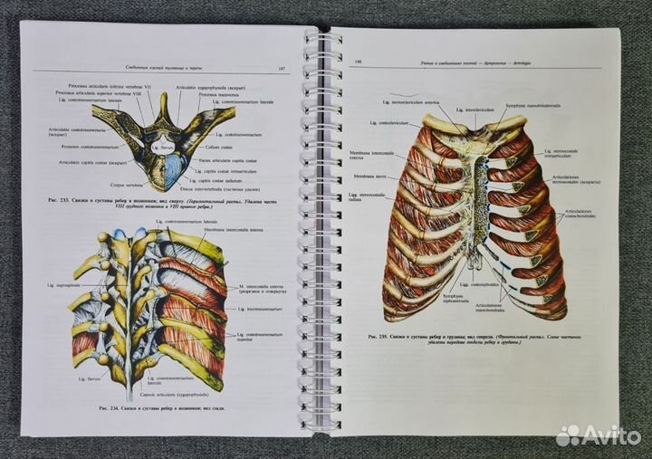 Атлас анатомии человека Синельников. Том Первый