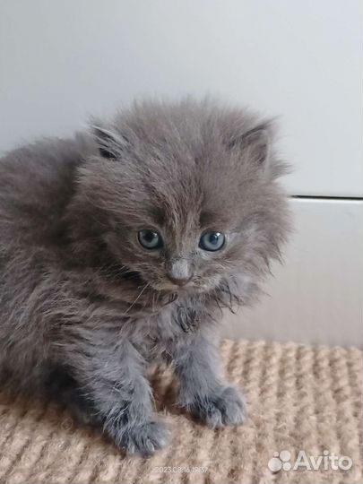 Кошки в добрые руки бесплатно