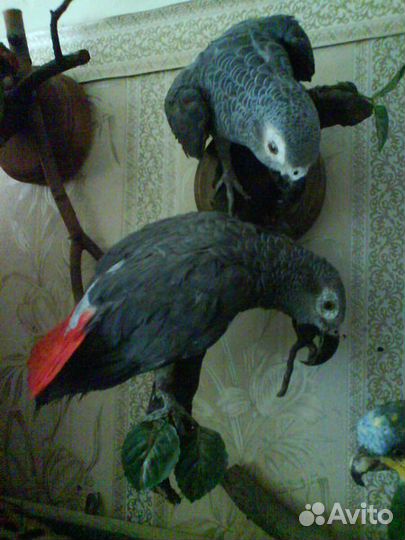 Изготовление чучел зверей и птиц реставрация