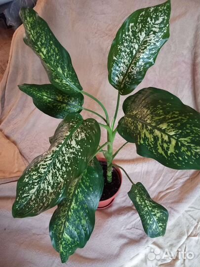 Диффенбахия