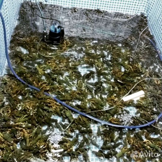 Раки живые и вареные