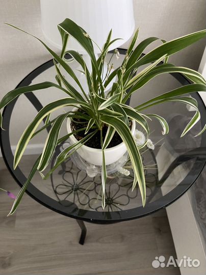 Хлорофитум