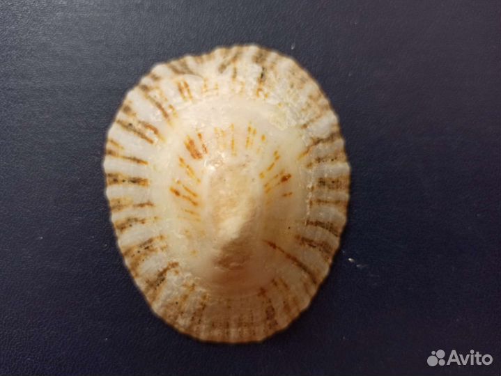 Морская раковина