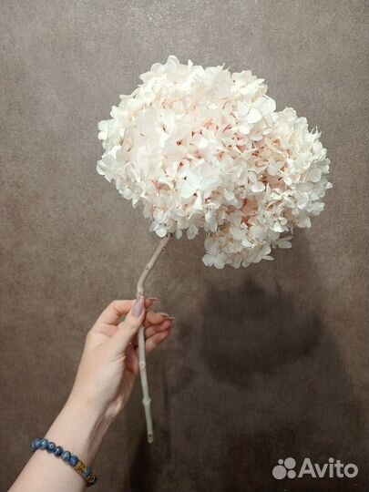 Гортензия стабилизированная